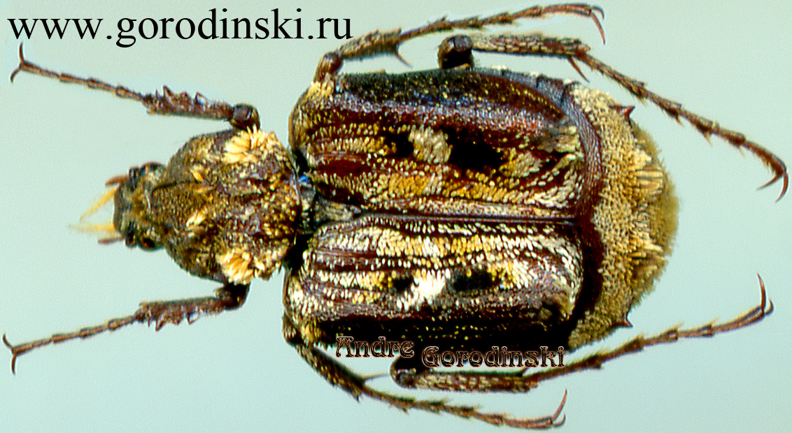 http://www.gorodinski.ru/cetoniidae/Dasyvalgus varius.jpg